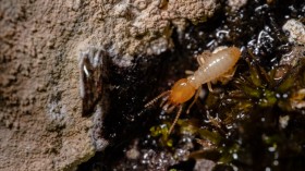 A Macro Shot of a Termite