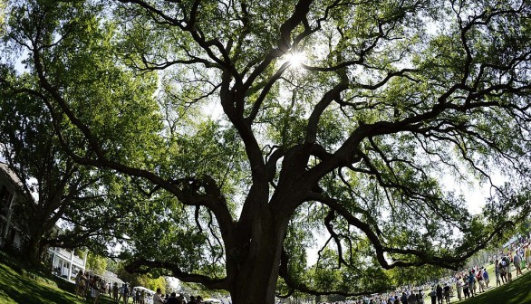 Air Pollution Getting Worse as Oak Trees Release More Isoprene, Study Shows