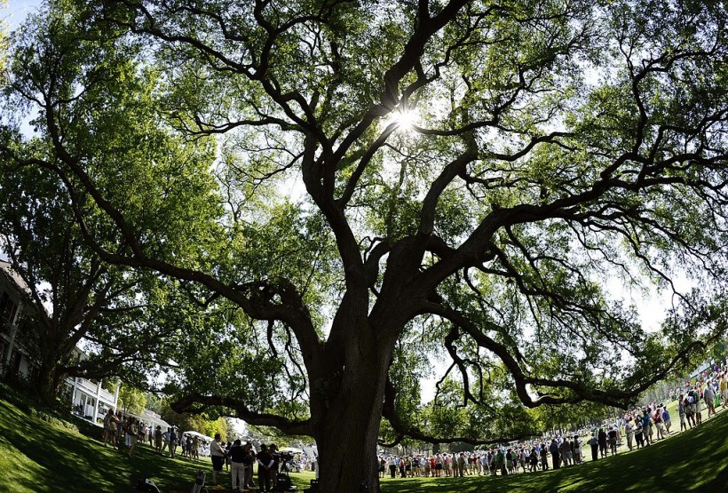 Air Pollution Getting Worse as Oak Trees Release More Isoprene, Study Shows