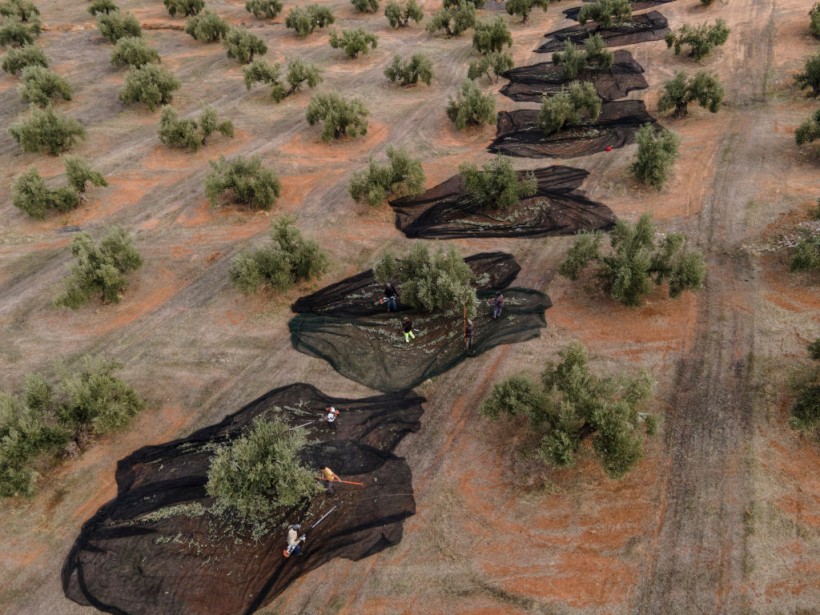 Olive Oil Price Doubles as Extreme Drought Halves Production in Spain