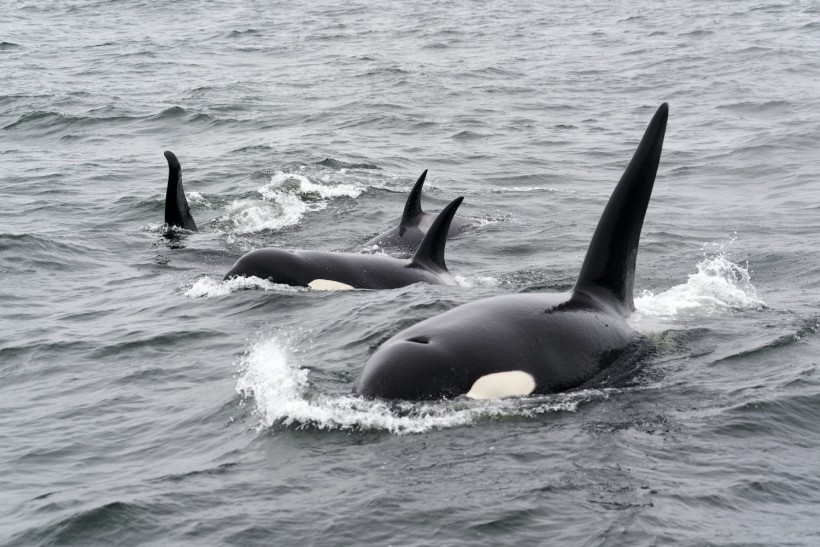 Southern Resident Killer Whales