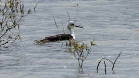 Avian Botulism Outbreak: Thousands of Birds Die in Utah in Suspected Ingestion of Toxins From Rain Puddles