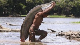 arapaima