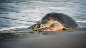 NICARAGUA-ANIMAL-TURTLE-NESTING-SEASON