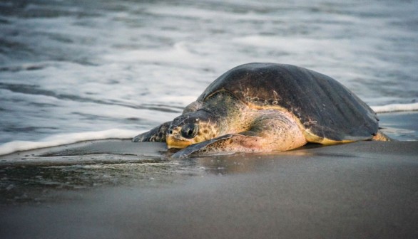 NICARAGUA-ANIMAL-TURTLE-NESTING-SEASON