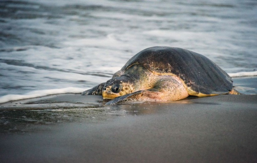 NICARAGUA-ANIMAL-TURTLE-NESTING-SEASON