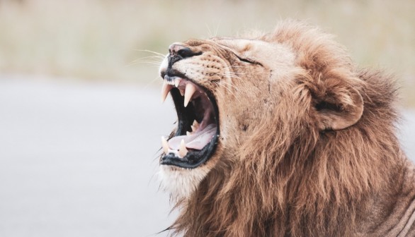 Lion's Roar