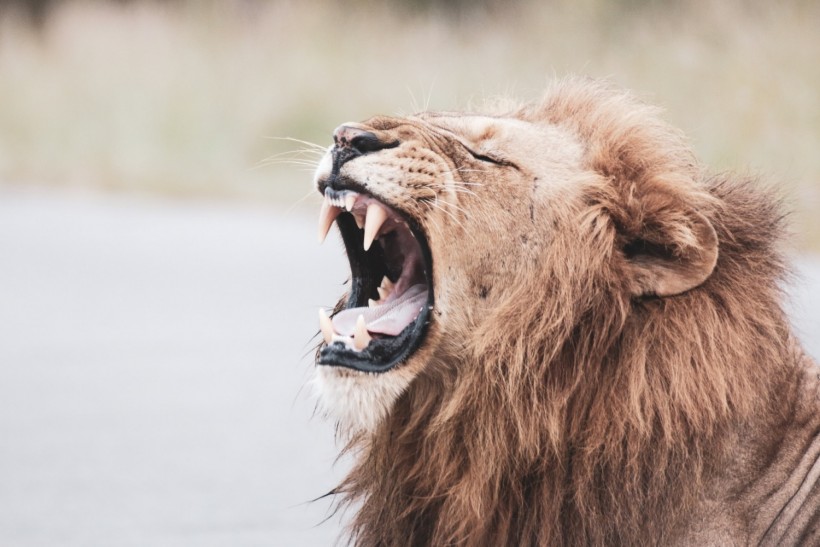 For Wildlife, the Human Voice is Scarier than the Lion's Roar » Explorersweb