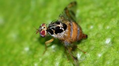 Mediterranian Fruit Fly