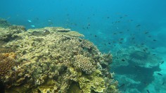  Lady Elliot Island in  Great Barrier Reef Marine Park