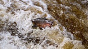 Salmon Leaping At Buchanty Spout