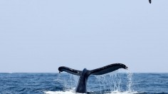 Humpback Whale Songs Detected in Deep Ocean Between Hawaii and Mexico's Isla Clarion in a New Migration Pattern