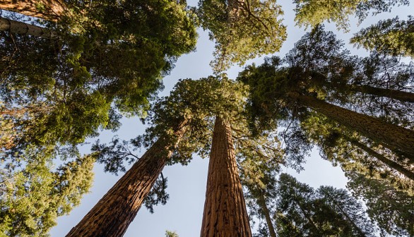 giant sequoias