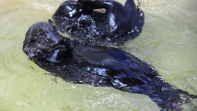 FRANCE-ANIMALS-OTTER