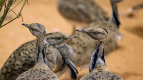 UAE-ANIMAL-BIRD-EXHIBITION