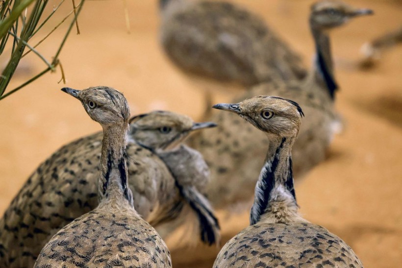 UAE-ANIMAL-BIRD-EXHIBITION