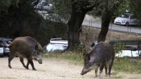 wild pigs