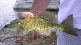 Invasive Fish Might Make Its Way Downstream Colorado River as They Continue to Spread in Warming Waters 