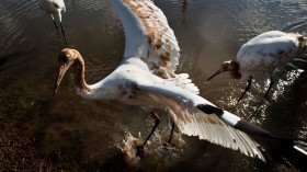 Endangered Whooping Cranes Killed in Oklahoma Results in Confiscated Shotguns, $68000 Fines 