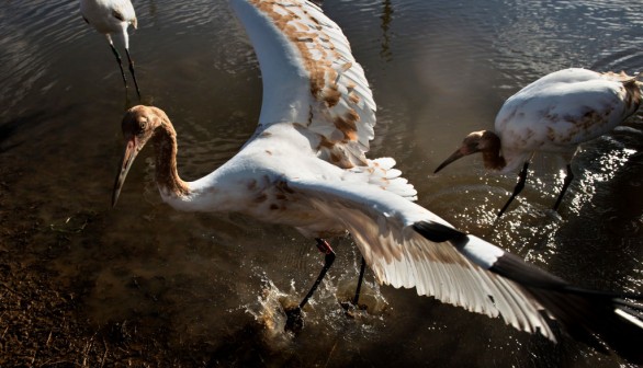 Endangered Whooping Cranes Killed in Oklahoma Results in Confiscated Shotguns, $68000 Fines 