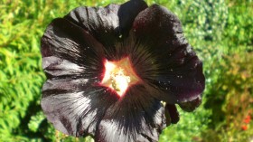 Black Flower