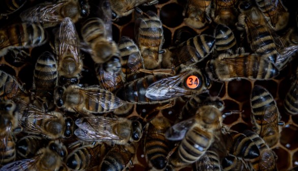 Climate Change Puts Pressure on Turkey's Bee Population