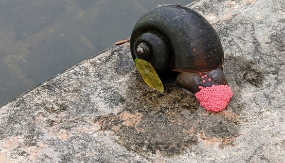 Deadly Snails Carrying Rat Lungworm Parasites Spotted in North Carolina