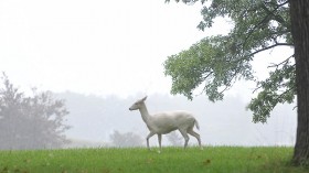 Extremely Rare White Deer Sighting in UK Fishing Trip Caught in Video