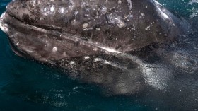 MEXICO-TOURISM-WHALES-HEALTH-VIRUS