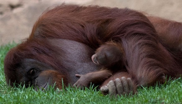Orangutans Illegally Killed in Borneo Reaches 3,000 per Year, Survey Says