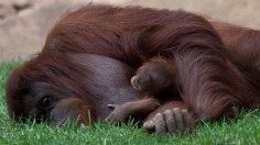 Orangutans Illegally Killed in Borneo Reaches 3,000 per Year, Survey Says