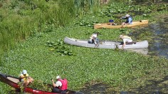 Invasive Water Chestnut Takes Over River Surface in New York Again, Fills 400 Dump Trucks