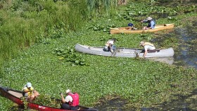 Invasive Water Chestnut Takes Over River Surface in New York Again, Fills 400 Dump Trucks