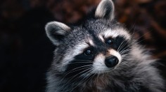 Burnsville Raccoons