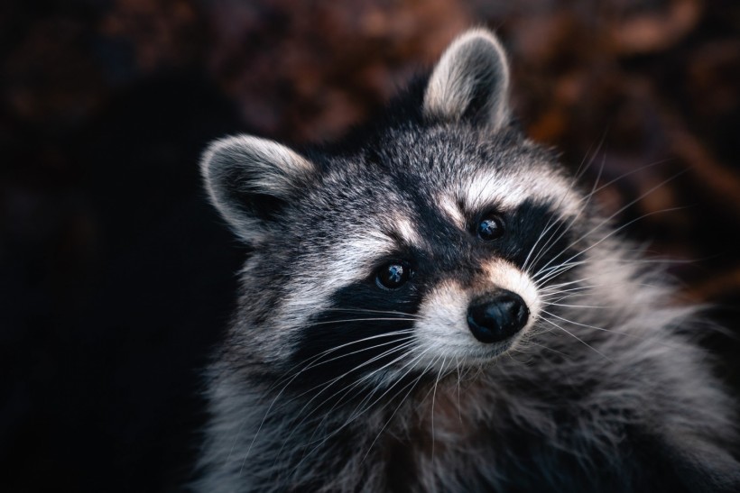 Burnsville Raccoons