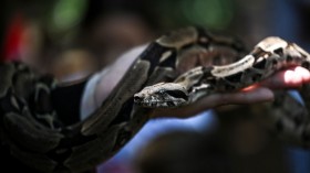 VENEZUELA-HEALTH-ANIMAL-SNAKES