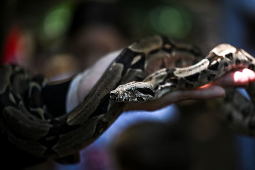 VENEZUELA-HEALTH-ANIMAL-SNAKES