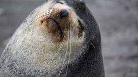 fur seal