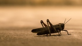 Desert Locust Swarm