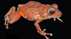 Tepui Frogs, Isolated Venezuela Ecosystems at Risk as Climate Change Drives Wildlife to Higher Elevations