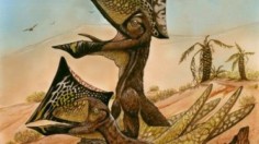 Caiuajara dobruskii (pterosaur)