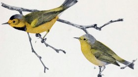Rarest Songbird in the US Declared Extinct as Last Sighting Recorded 60 Years Ago