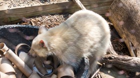 Blonde Raccoon Rescued From Trash Can Near California Lake Where Species is Scarce