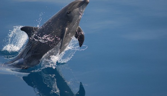 bottlenosed dolphin