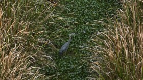 Severe Drought In Louisiana Impacts State’s Agriculture Yields