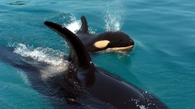 A photo of an orca