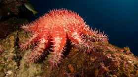 Crown-of-Thorns Starfish: Predators Survive Heat Waves That Kill Corals by Eating Survivors