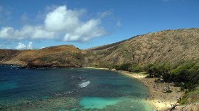Biodiversity Along Hawaii Coastline at Risk as Landowners Pull Out Native Plants