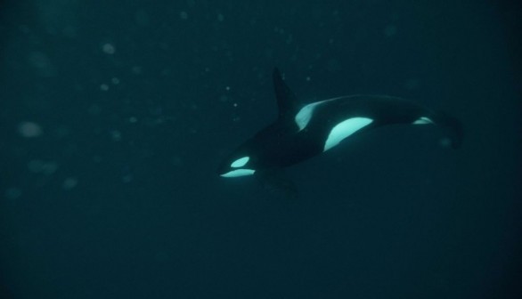 orca