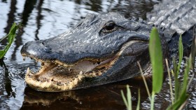 New York Alligator Sewer Myth